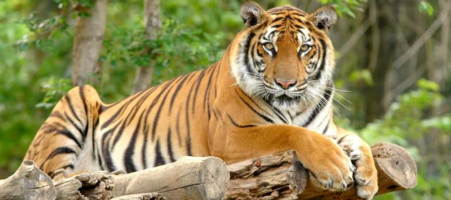 Bengal